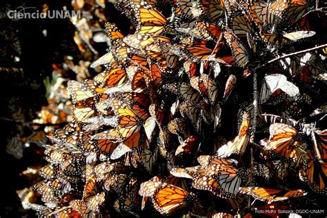 La Mariposa Monarca Su Incre Ble Migraci N Ciencia Unam