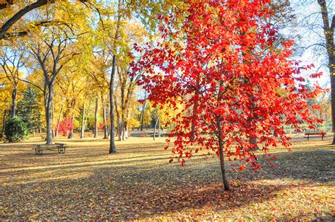 Foto Natur Herbst Park B Ume