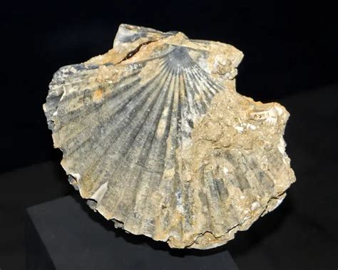 pecten jacobaeus facts diet habitat pictures  animaliabio