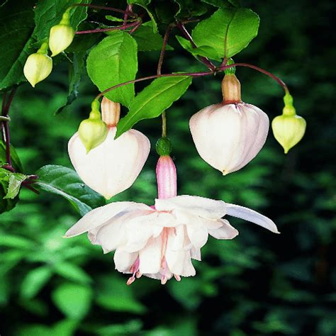 Fuchsia Pink Marshmallow