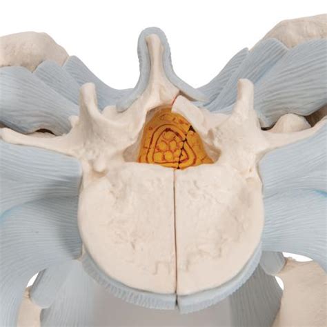 Human Male Pelvis Skeleton Model With Ligaments 2 Part 3B Smart