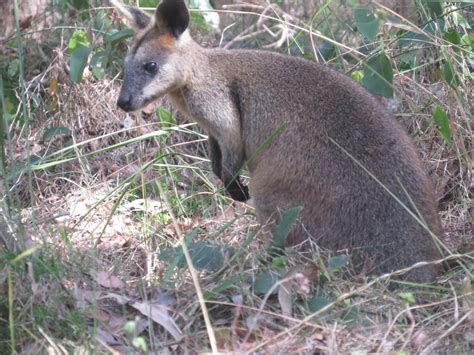 Swamp Wallaby From Daisy Hill Qld Australia On August At