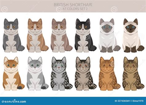 British Shorthair Cat Clipart All Coat Colors Set Stock Vector