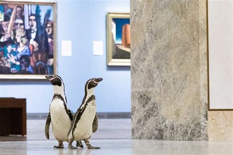 Kansas City Zoo's Trio of Penguins Take a Field Trip to a Local Art Museum