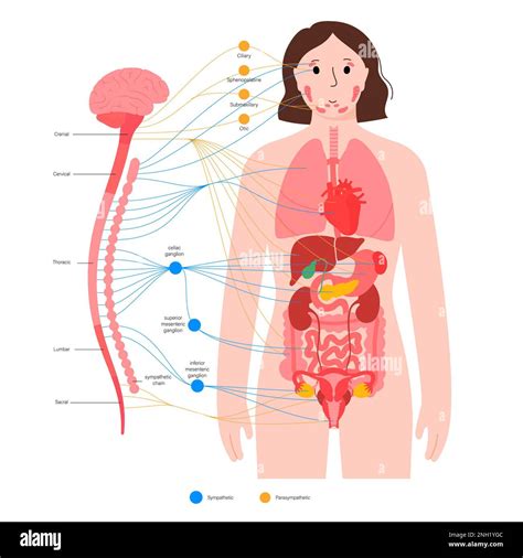 Sistema nervioso autónomo ilustración Fotografía de stock Alamy