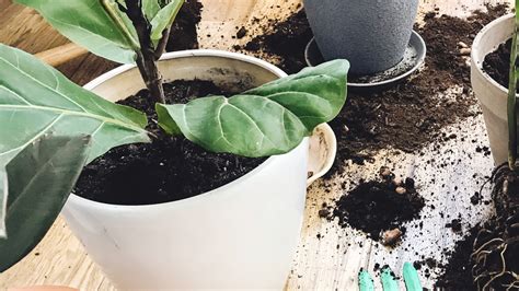 Fiddle Leaf Fig Brown Spots What Does It Mean Roo Gardening