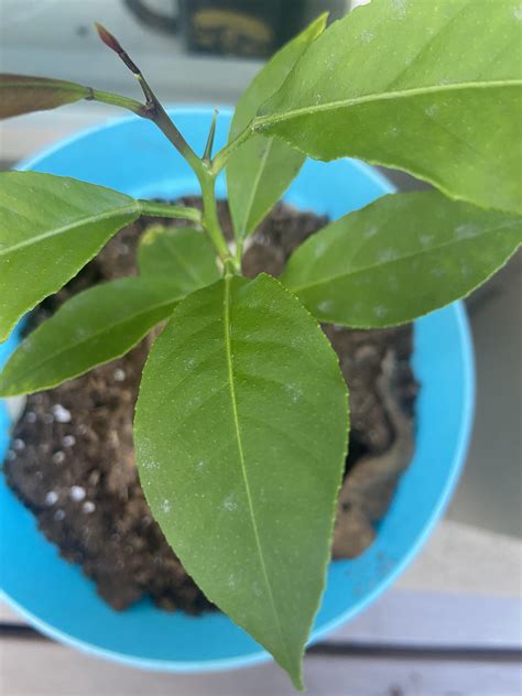 White Spots On Lemon Tree Is It Powdery Mildew R Plantclinic