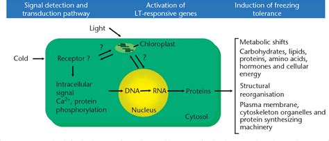 Figure From Cold Acclimation And Freezing Tolerance In Plants