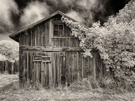 Black And White Photograph Of An Old Wooden Building With Vines Growing