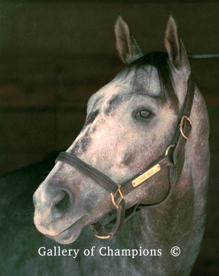 Holy Bull Portait - Champion Thoroughbred Racehorse