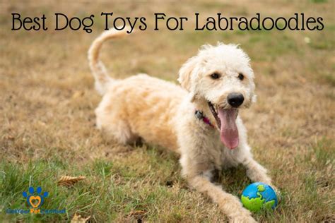 Best Dog Toys For Labradoodles Durability And Entertainment Get