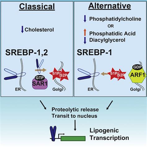 Cholesterol Independent Srebp Maturation Is Linked To Arf