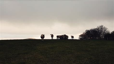 Free Images Landscape Tree Nature Grass Horizon Mountain Cloud