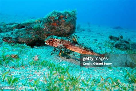 Gurnard Fish Photos And Premium High Res Pictures Getty Images