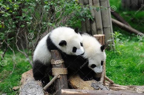 Two Baby Pandas Are Playing Stock Photo Image Of Energetic Giant