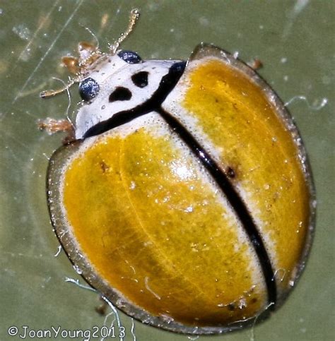 South African Photographs: Black-ringed Ladybird (Oenopia cinctella)