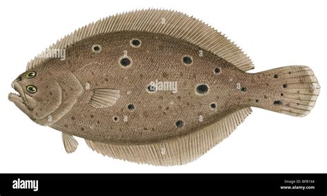 Summer flounder Stock Photo - Alamy