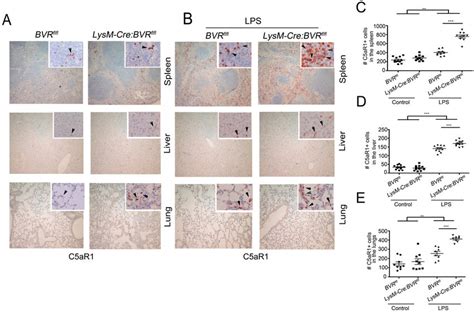 C5aR1 Expressing Cells Are Increased In LysM Cre BVR Fl Fl Mice Basally