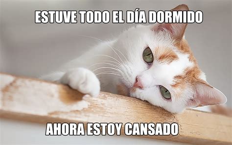 Estos Son Los Mejores Memes Para Celebrar El Día Internacional Del Gato