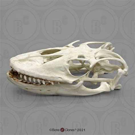 Komodo Dragon Skull - Bone Clones - Osteological Reproductions