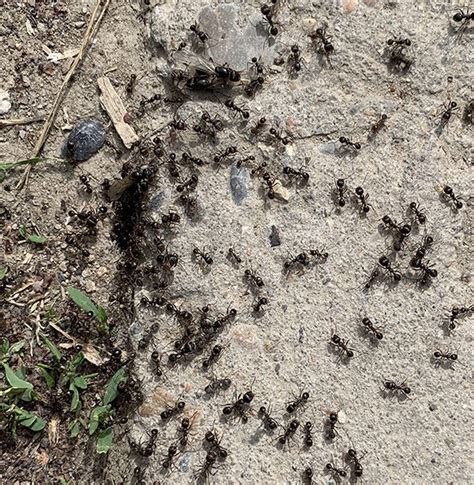 Pavement Ants Pavement Ant Indentification And Pest Control And Elimination