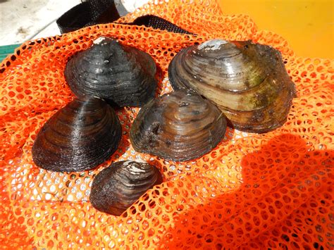 Great Lakes Moment The Imperiled Mussels Of The Detroit River Great