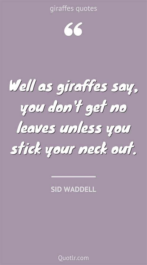 70 Promising Giraffes Quotes (cute giraffe, inspirational giraffe ...