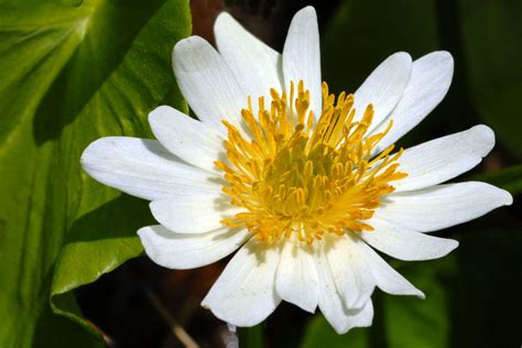 Wildflowers Found In Oregon Alpine White Marsh Marigold