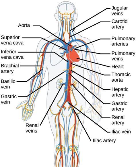 Label Arteries And Veins Worksheet