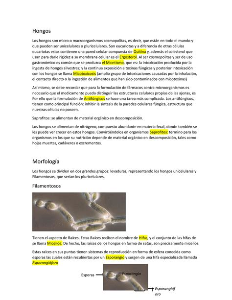 Hongos Hongos Los Hongos Son Micro O Macroorganismos Cosmopolitas Es