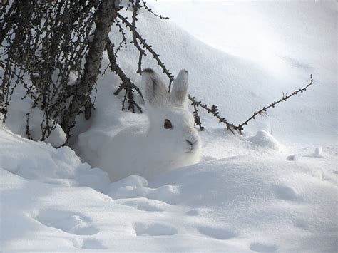 White Rabbit In Snow