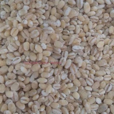 Jual Barley Seed Biji Jali Jali Gr Surabaya Shopee Indonesia