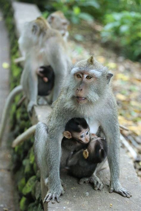 Monkey In The Sacred Forest Sanctuary Bali Stock Photo Image Of