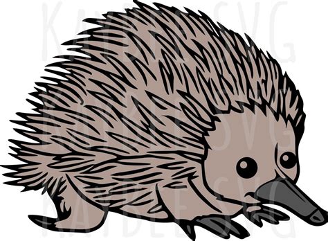 Echidna Clipart