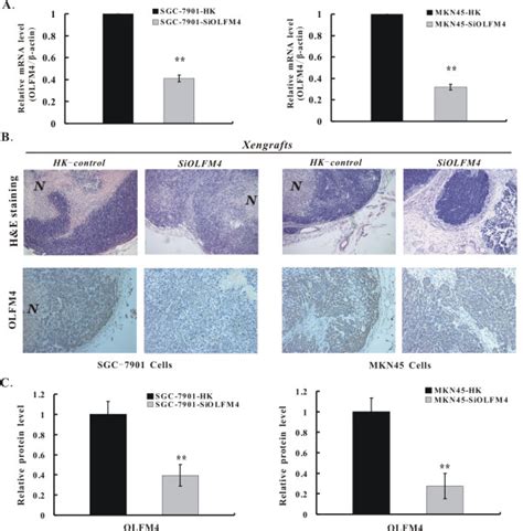 Qrt Pcr And Ihc Detection Of Olfm4 In Tumor Xenografts A Qrt Pcr For