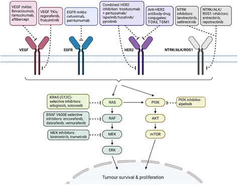 New Developments In Targeted Therapy For Metastatic Colorectal Cancer