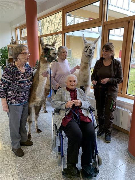 Lamas Und Alpakas F R Das Seniorenheim Buchen Orenda Ranch Institut