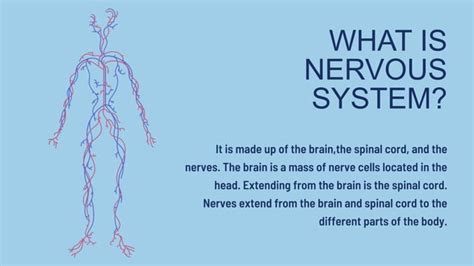 All About The Nervous System Reporting Ppt Ppt