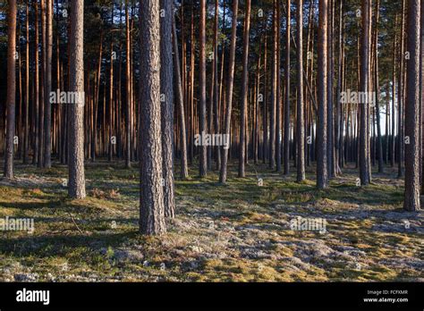 Pine forest in sunsets Stock Photo - Alamy