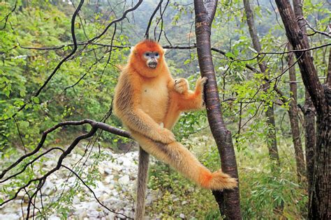 Golden Snub Nosed Monkey Shaanxi Province China Photograph By Sylvain