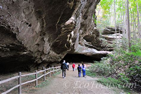 Pickett State Park Gem Of The Cumberlands Ecofocus