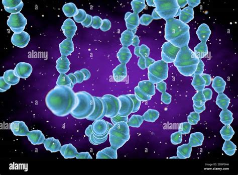 Streptococcus Pneumoniae Or Pneumococcus Is Gram Positive Coccus