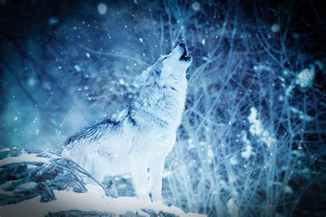 Downloaded From Allhdwallpapers - Snow Wolf Wallpaper Hd - 3000x2000 ...