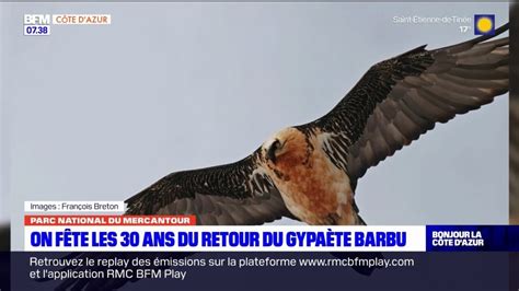 Parc national du Mercantour les 30 ans du retour du gypaète barbu