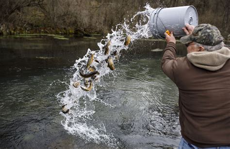 Trout Stocking For The Trout Fishing Season Photos Pennlive