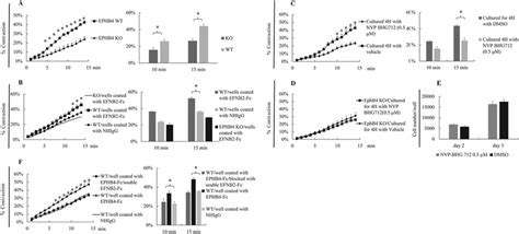 Vsmcs Stimulated By Both Ephb4 Forward And Ephb4 Reverse Signaling Show Download Scientific