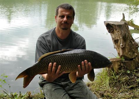 Wild Carp Identification Guide From The Wild Carp Trust Wild Carp Trust