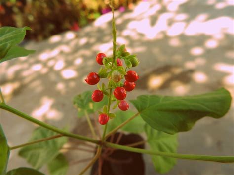 Sangre De Toro Rivina Humilis Plantas