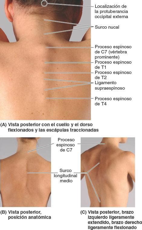 Ampliar Saludo Toro Posicion Anatomica De Las Vertebras Marca Torre