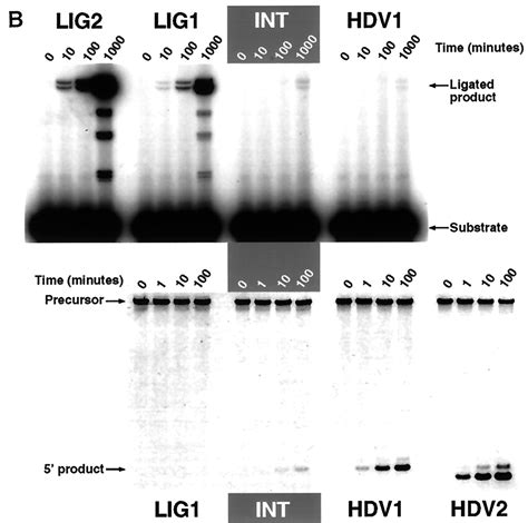 One Sequence Two Ribozymes Implications For The Emergence Of New